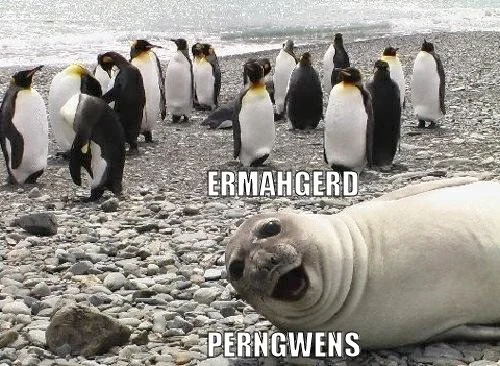 penguin meme